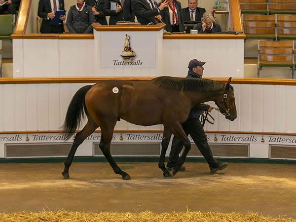 Dubawi colt from Willow View