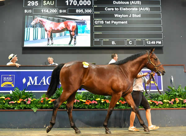 $170,000 Dubious colt from Care to Elaborate topped the sale.
