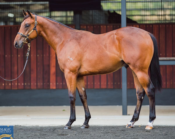 $400,000 Dubious colt from Flash of Innocence