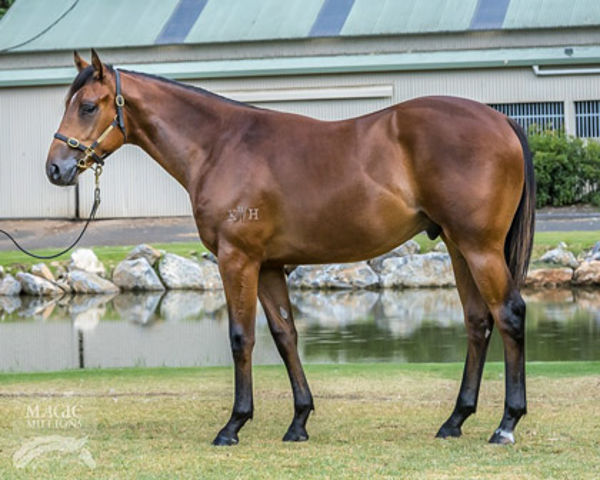 Dubious as a yearling. He has a Foxwedge half-brother heading to the Magic Millions