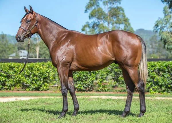 Dufresne was bred and sold by Yarraman Park.