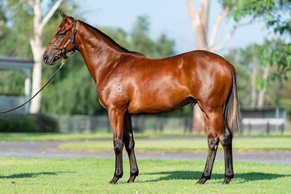 Dundeel colt from Adawiyah is bred for Classic success! 