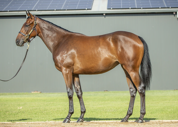 Half-sister by Dundeel to Fireball selling on Tuesday. 