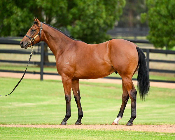 $1.3million Dundeel colt from Fiesta.