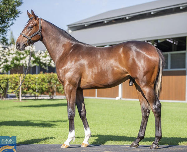 Pictured as a yearling, the Dundeel colt from Lady Moura.