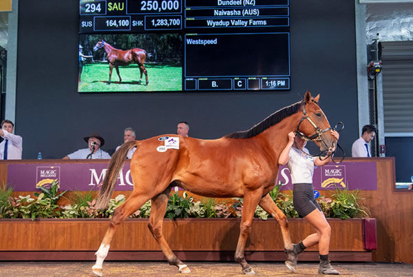 $250,000 Dundeel colt from Naivasha - image MM
