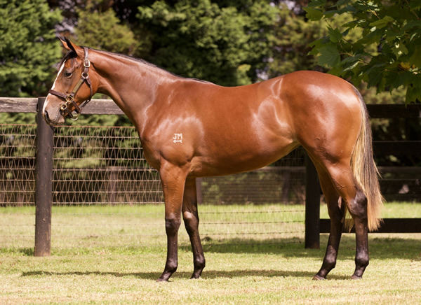 Half-sister by Dundeel to Coolangatta.