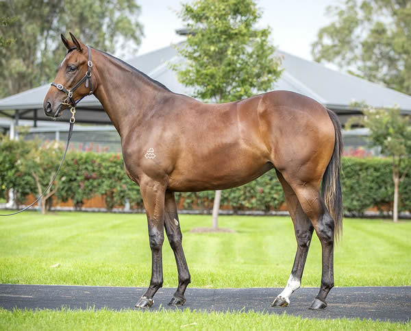 $1.7million Dundeel filly from Stay With Me