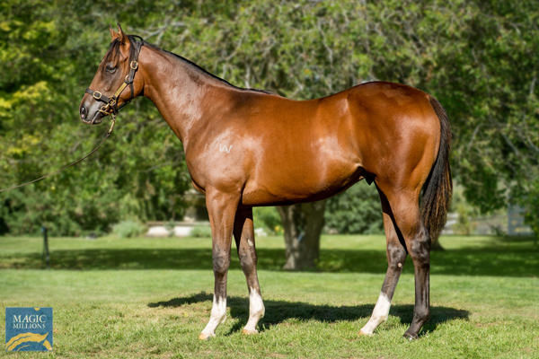 Durazzo was a $97,500 Magic Millions Tasmania purchase.