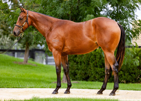 $1.7 million I Am Invincible filly from Ruud Awakening