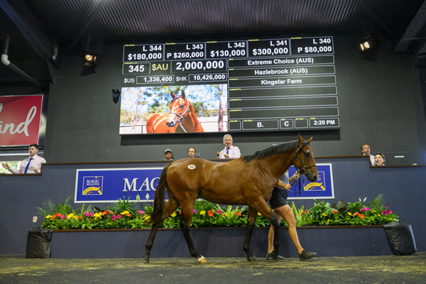 $2million Extreme Choice colt from Hazlebrook - image MM