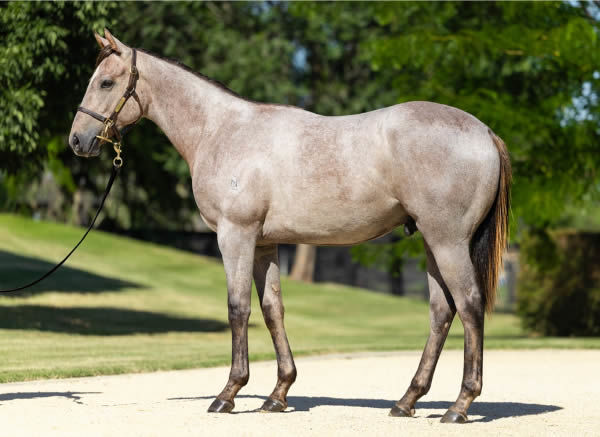 $925,000 Extreme Choice colt from Mrs Ramona G (USA)