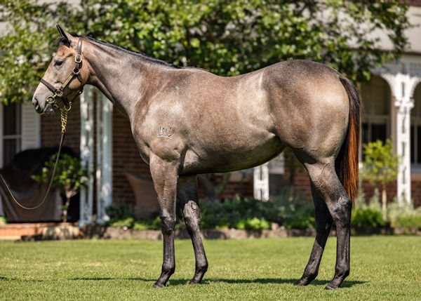 $2million I Am Invincible filly from Pinocchio 