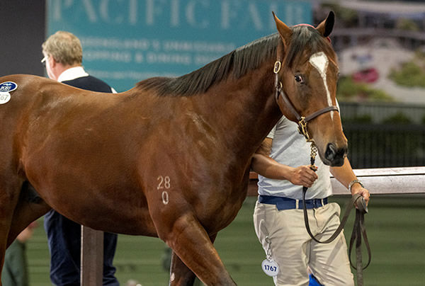 $575,000 Exceed and Excel colt from Nomothaj topped the sale.