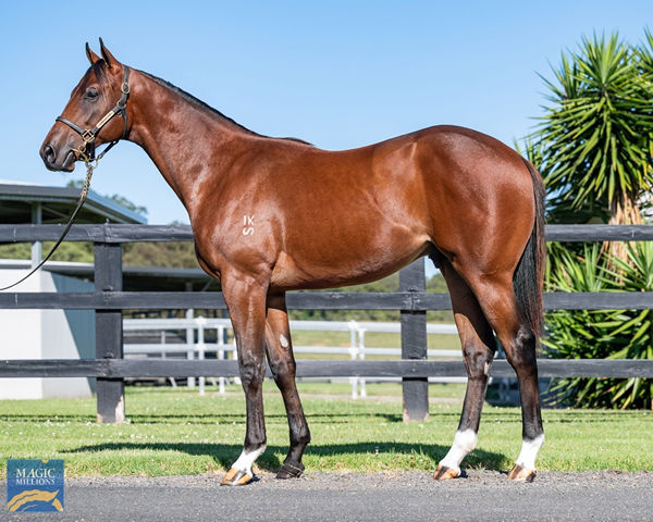 $800,000 Exceed and Excel colt from Nothin But a Dream (USA).