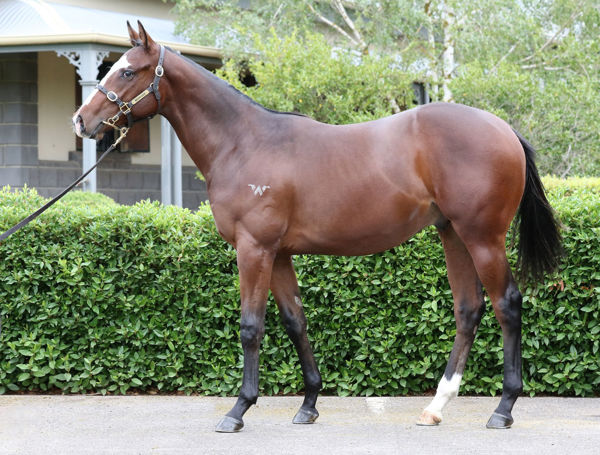 Egyptian Tycoon a $50,000 Inglis Premier yearling