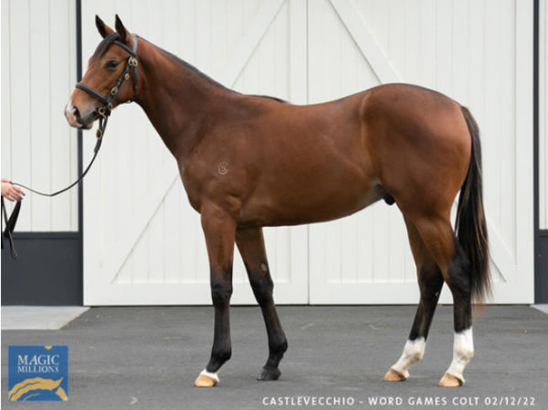 El Castello was a $220,000 Magic Millions purchase from Cambridge Stud.