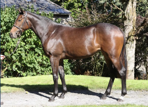 El Vamos made 420,000 guineas at Tattersalls October Book 1.