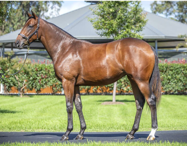 Ella's World was a $550,000 Inglis Easter purchase.