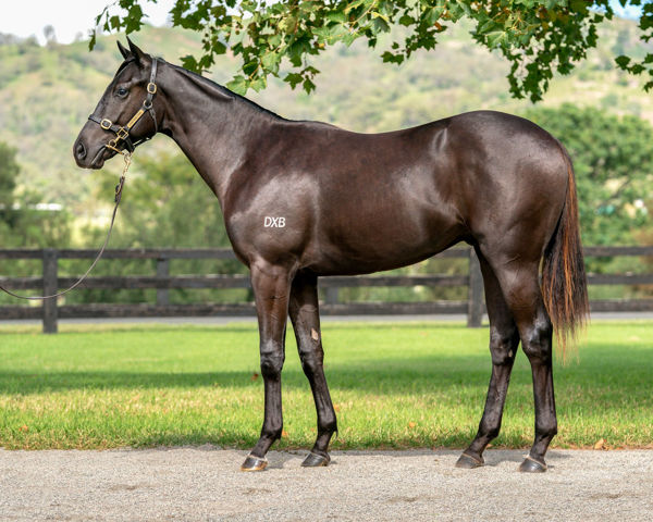 Elzamee a $1.1million Easter yearling