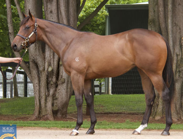 Emilia Romagna as a yearling.