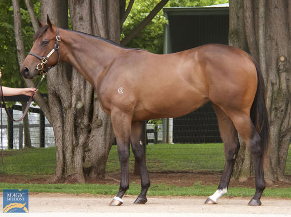 Emilia Romagna as a yearling