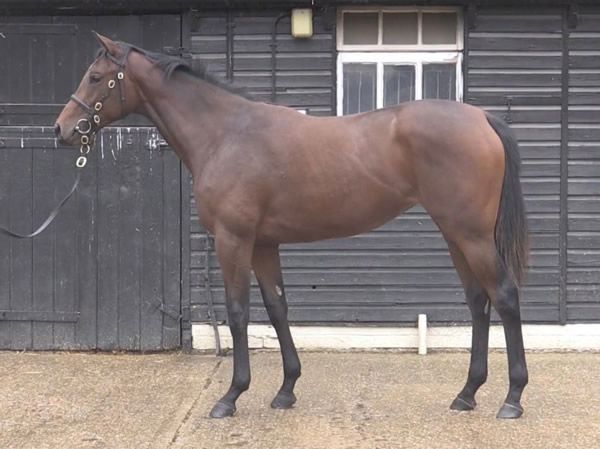 Emily Upjohn as a yearling.