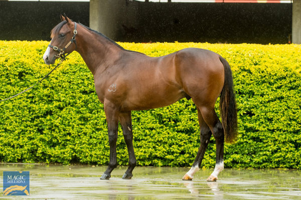 Empire of Japan a $680,000 Magic Millions yearling