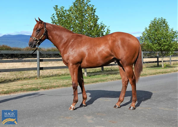 Bred, raced, and trained by Grenville Stud's Graeme McCulloch, Encounter Sphere failed to make his $45,000 reserve