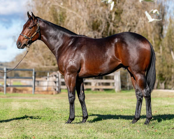 $120,000 Epaulette colt from Rosa's Magic.