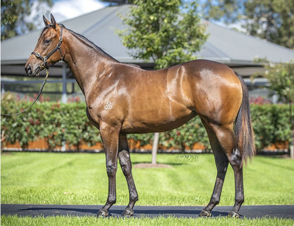 Estriella was a $750,000 Inglis Easter purchase from Arrowfield.