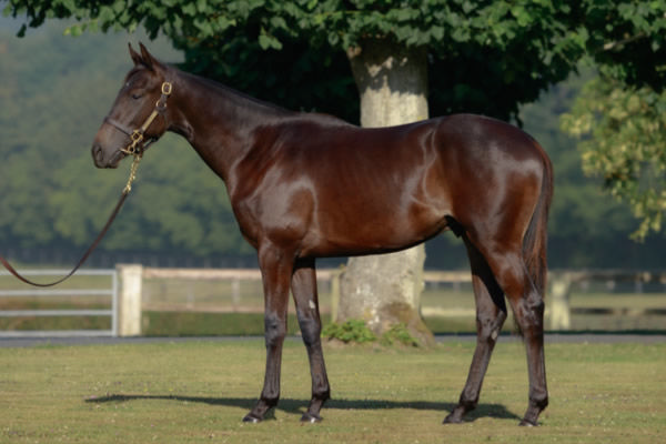 Evade was bought by David Redvers for 300,000 euros at Arqana.