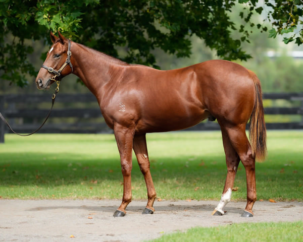 Ever Luck was a $300,000 Inglis Easter purchase.