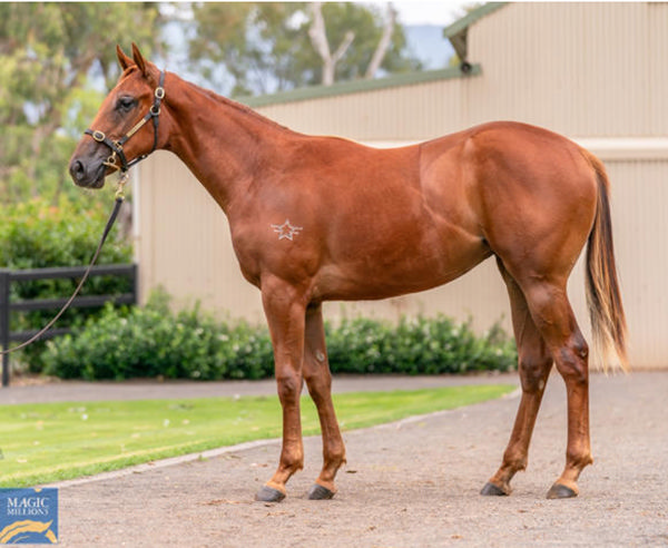 Everlong was foaled, raised and sold by Kitchwin Hills.