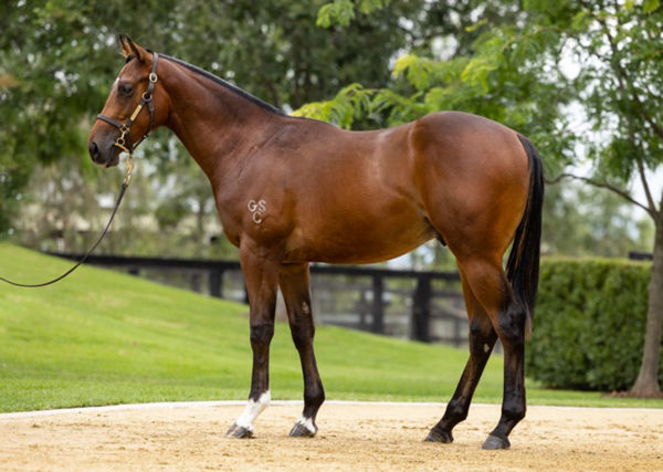 $400,000 Exceed and excel colt from Whispered Secret