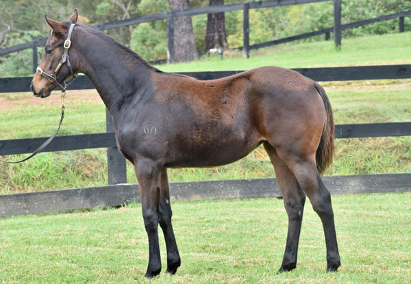 Exceedance filly from Diamond Meteor