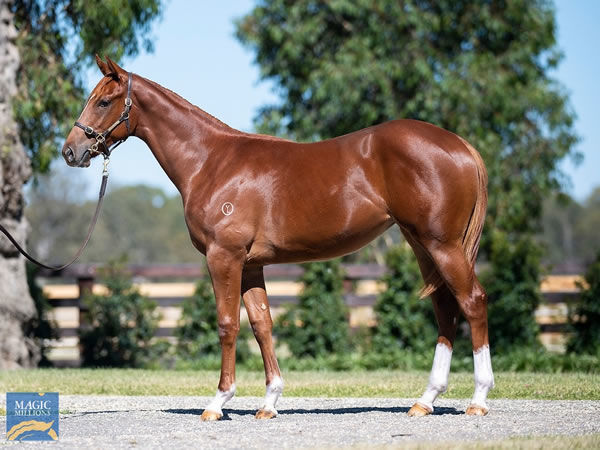 Lot 148 at Mm Gold Coast - Exceed And Excel x Cerberus Gal is a half-sister to yesterday's debut winner Prized Miss.