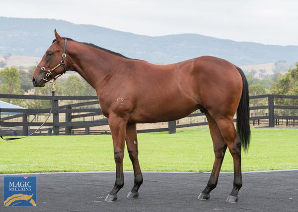 $1.8 Million Exceed and Excel colt sold by Cressfield