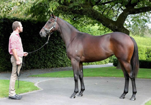 Excelida was a $460,000 Inglis Easter yearling