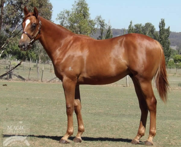 Excellent Proposal as a yearling.