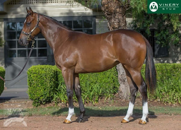 Exhilarates a $600,000 Magic Millions Yearling