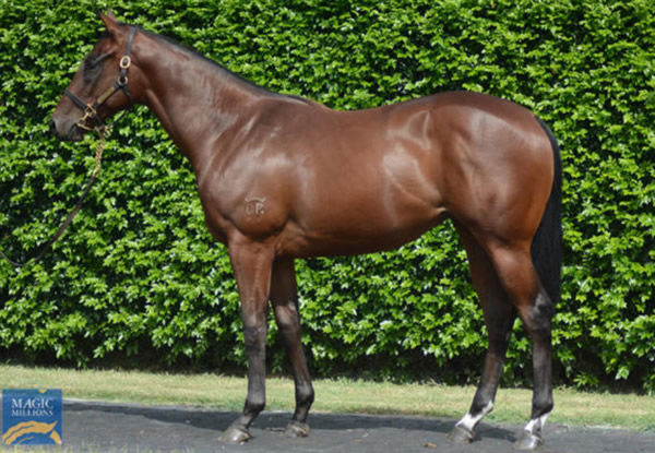 Exo Lady a $50,000 Magic Millions March yearling