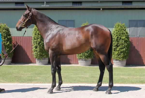 Exoboom a $70,000 Inglis Classic yearling