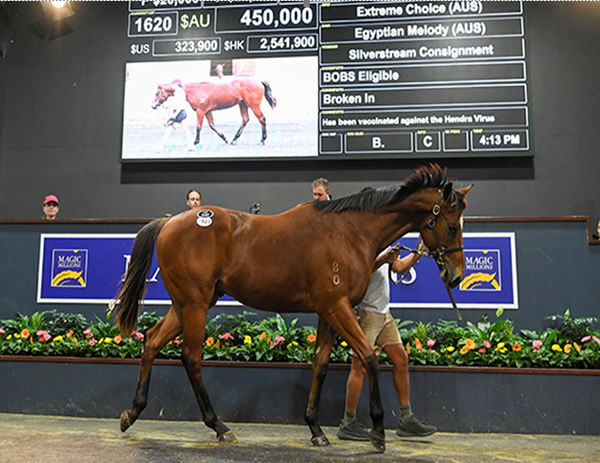 Sold for $450,000 was this Extreme Choice colt from Egyptian Melody.