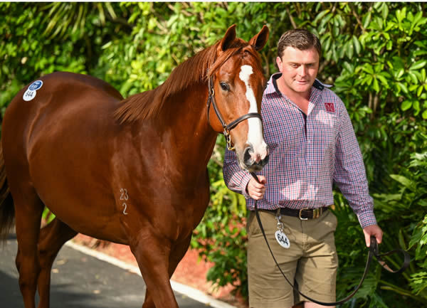 $1.45 million Extreme Choice colt from Euroboss (USA).