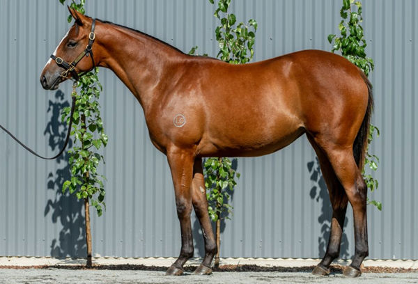 $420,000 Extreme Choice filly from Lady No More