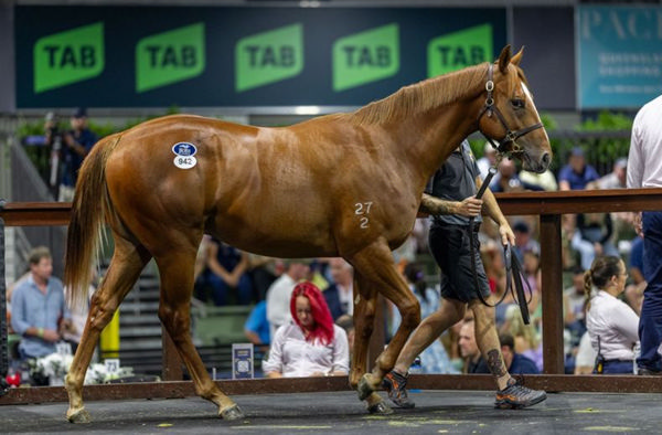 $1.4million Extreme Choice colt from Mischief Night - image Magic Millions