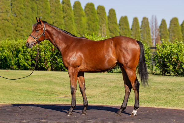 $700,000 half-brother to Hawker Hall by Extreme Choice sold this week.