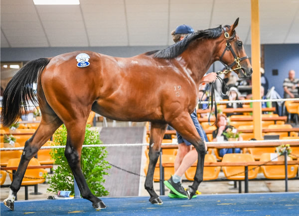 $360,000 Extreme Choice colt from Tiara Star -  image MM