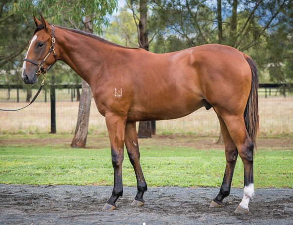 $480,000 Extreme Choice colt from Top Billing